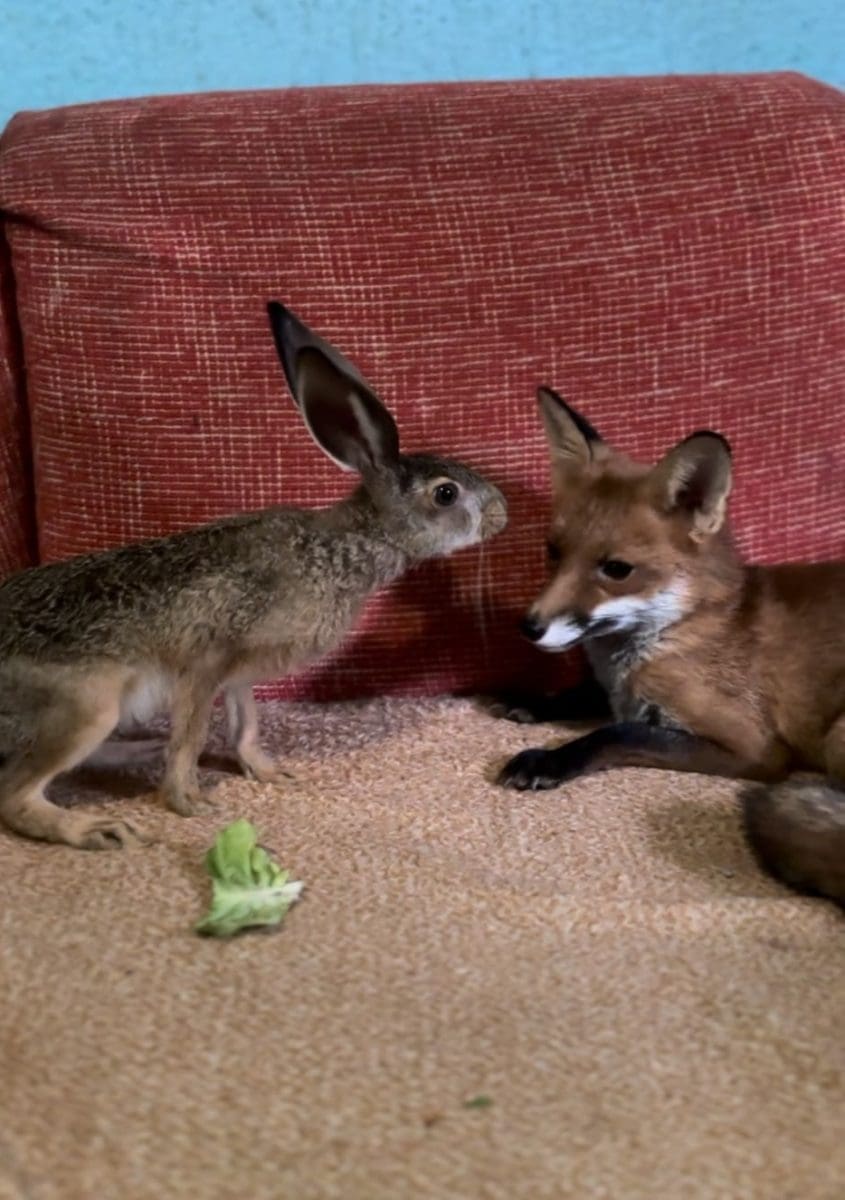 Jasmin Kunisanac lisica 5 