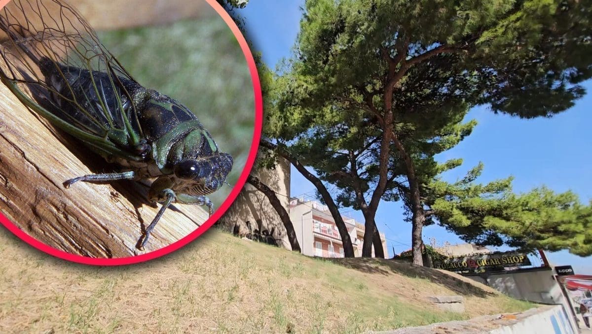 ŠTO SE DOGAĐA S VREMENOM? Listopad je, poslušajte cvrčke u Splitu. Voćke u cvatu, more je 24 stupnja