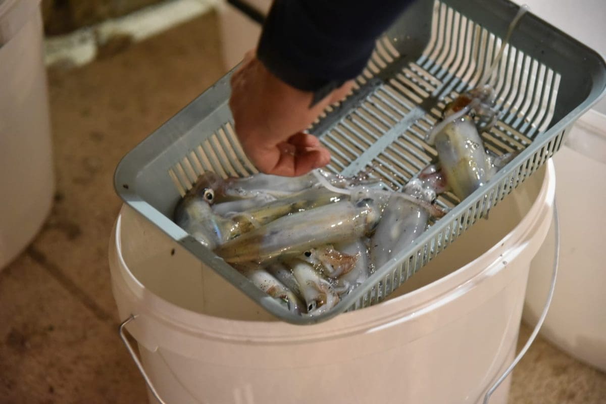 Najava tradicionalnog Stivanskog lignjolova: "Je li bilo sriće?"