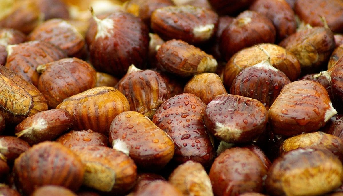 Debljaju li kesteni ili ne?