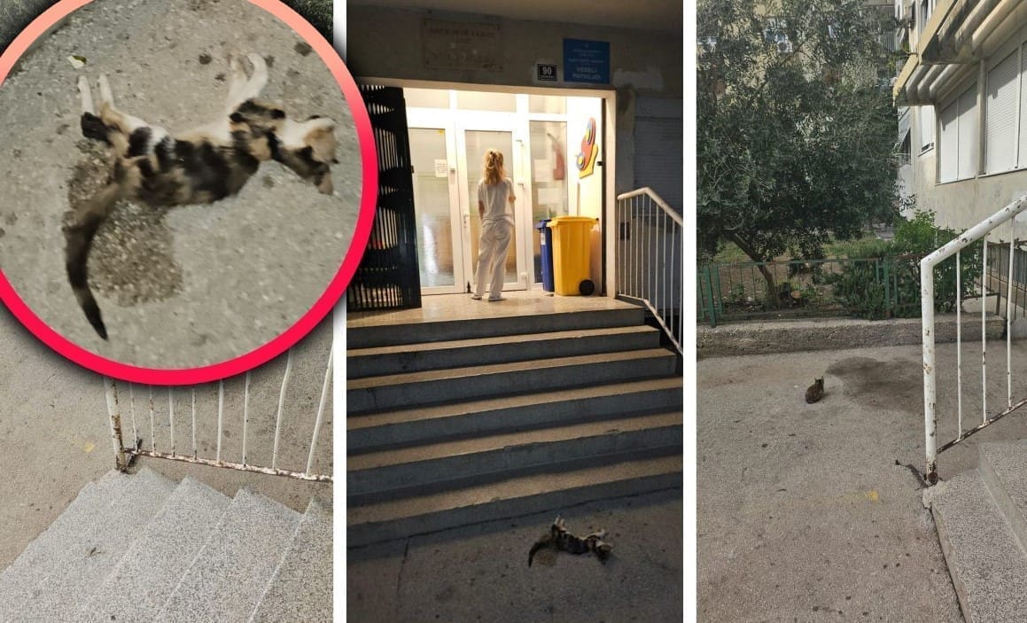 ŠOKANTNI PRIZORI PRED SPLITSKIM VRTIĆEM Uginule i zaražene mačke prijete zdravlju djece. Majka tvrdi da je divlja mačka napala njenu kćerku