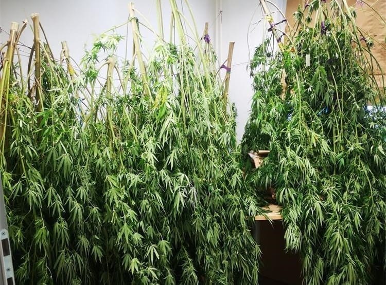 TEK POSTAO PUNOLJETAN U kući skrivao marihuanu, vagu te nešto lovice