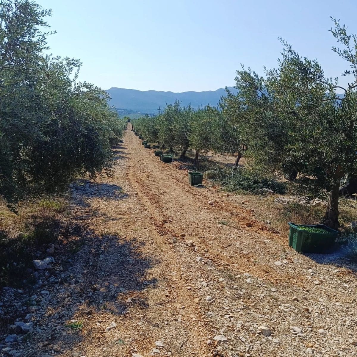 masline obitelj vukusic sestanovac 2 