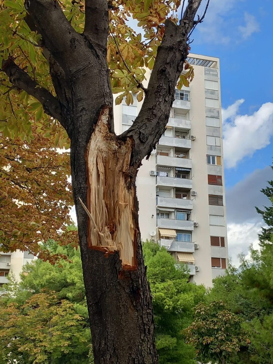 odlomljene grane na putu 8 