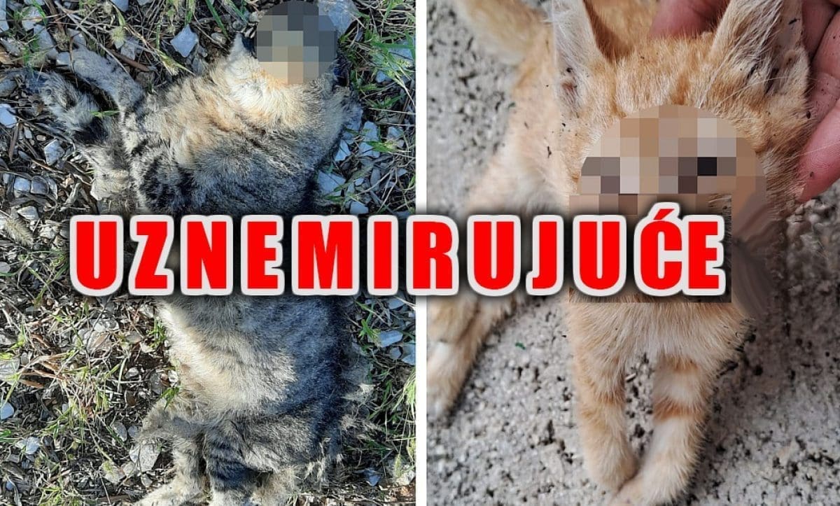 UŽAS U ZAGORI - SUSTAVNO UBIJANJE LJUBIMACA Netko godinama truje mace u tri dalmatinska sela: "Spasio sam mačka u posljednji trenutak"