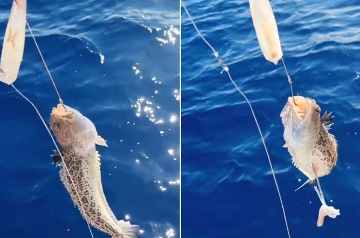 ČUVAJTE SE! Ovo je najotrovnija riba Jadrana, možete li ju prepoznati?