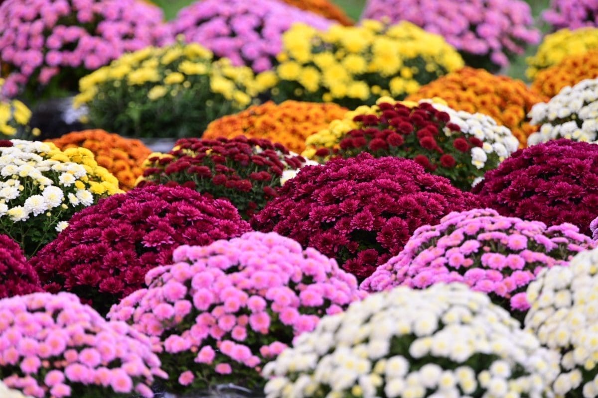 sinj svi sveti cvijece 33 