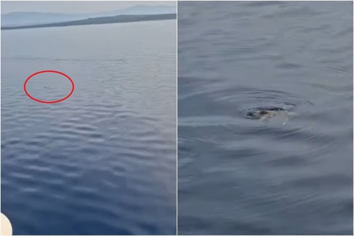 SUSRET NA DALMATINSKOM BISERU Glavata želva oduševila putnike na brodu: "Čovječe, kolika si to"