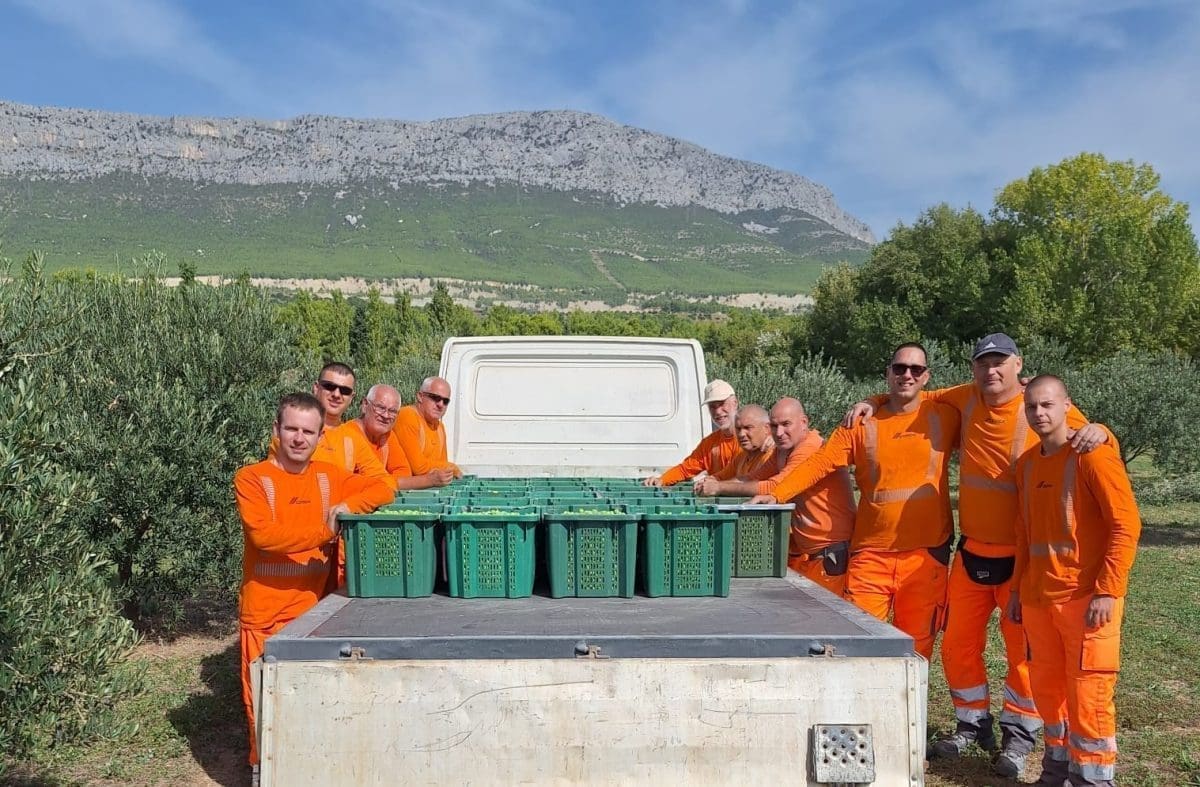 Novi rekord berbe u Cemexovim maslinicima