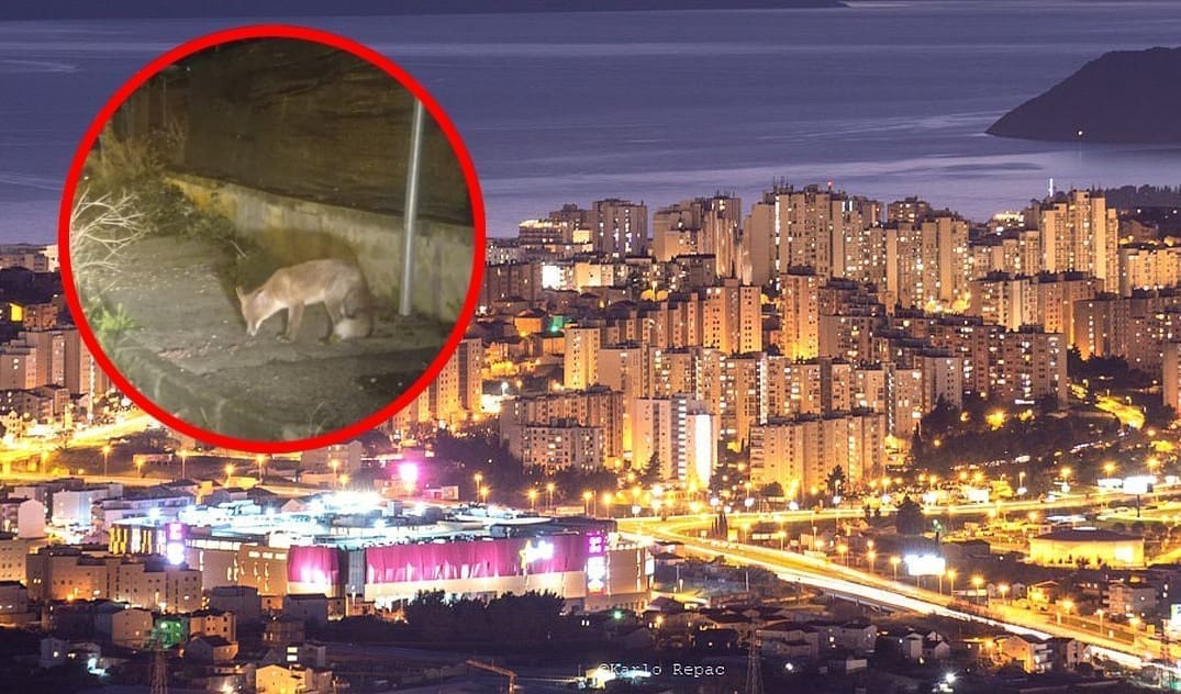 OČI U OČI S GLADNOM LISICOM "Izgleda da je lukava lija fetiva Splićanka"