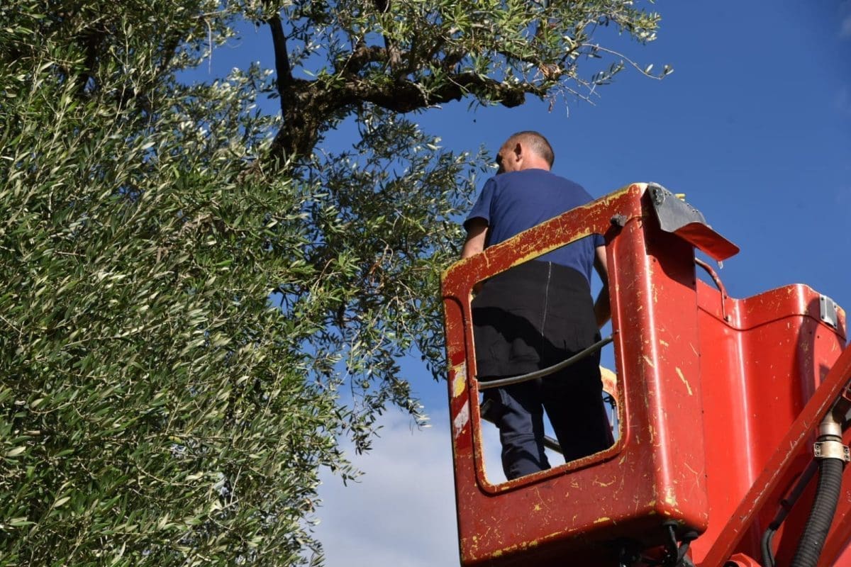 berba masline kastela 56