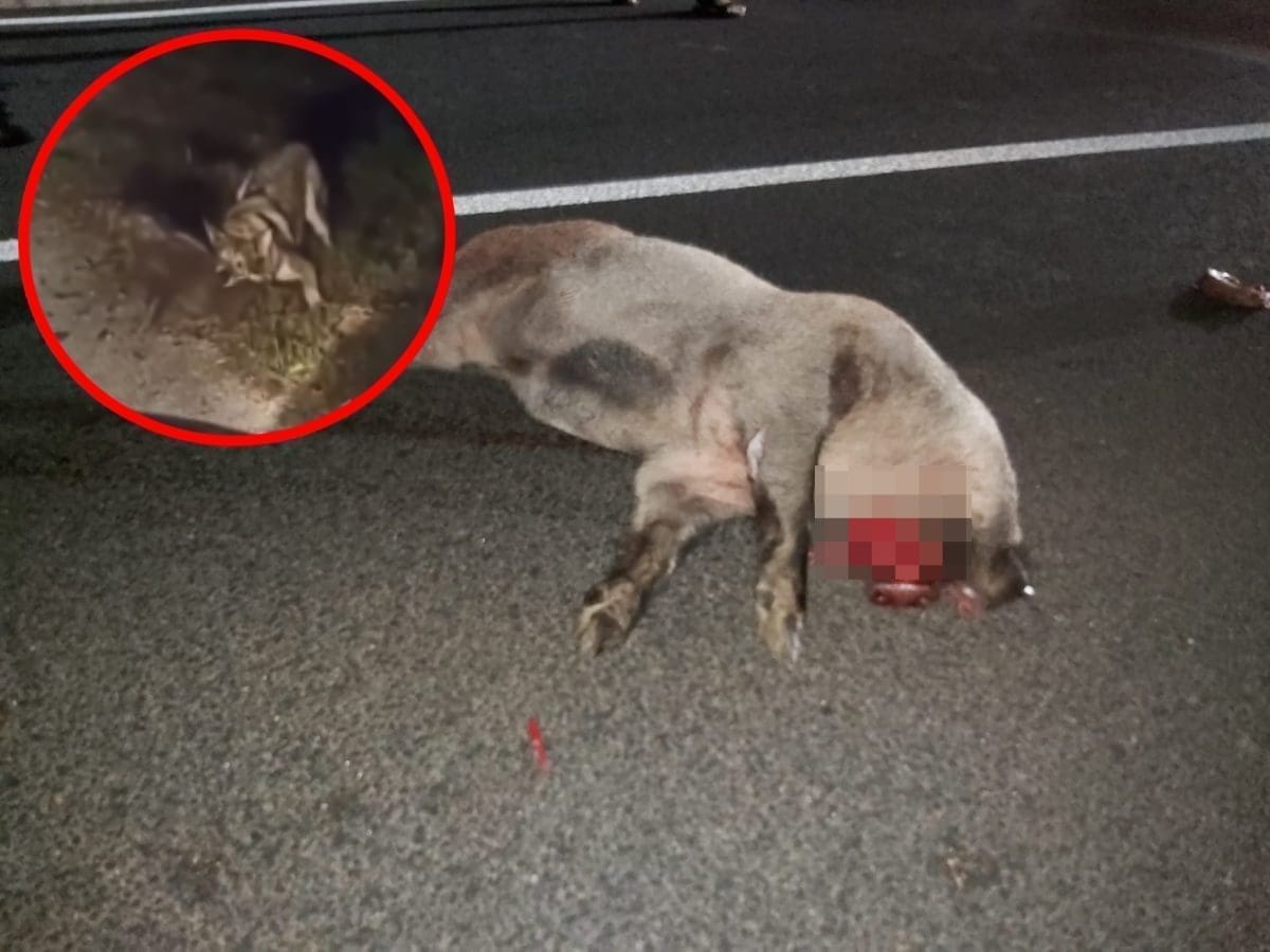 NAPAD ZVIJERI NA VRGORAČKOM PODRUČJU Užasna snimka davljenja mladunčeta divlje svinje zgrozila javnost