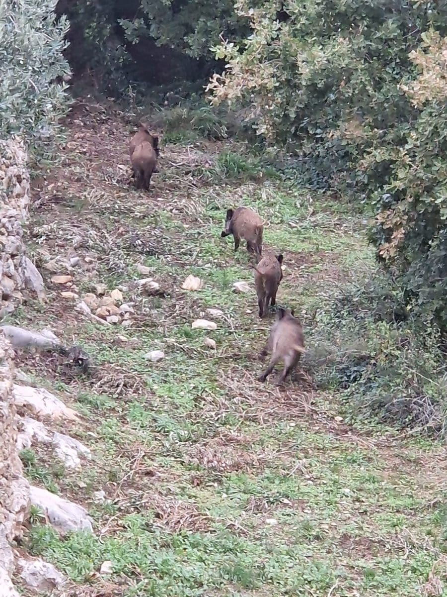 divlje svinje kastela 1