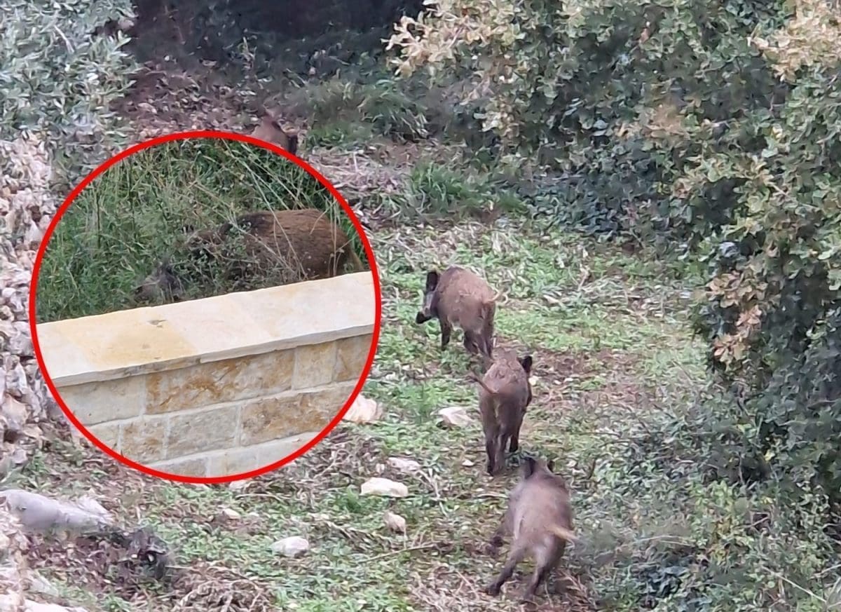 STANARI KAŠTELA U STRAHU I NEVJERICI Krda divljih svinja im ulaze u dvorište usred bijela dana, uništavaju vrtove, a strahuju i za djecu. Lovcima ruke zavezane, Grad ipak ima rješenje?!