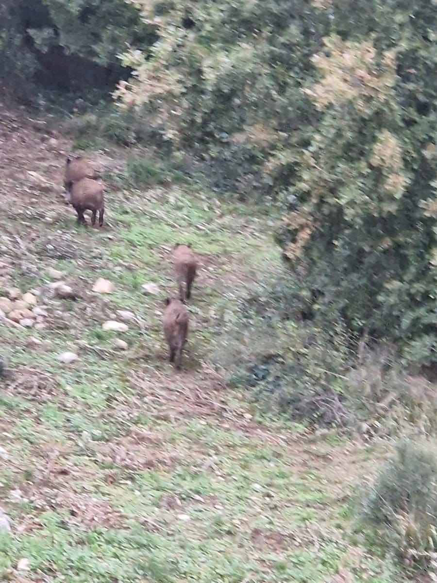 divlje svinje kastela 2 