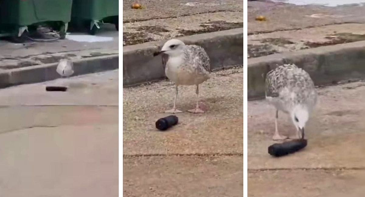 "GALEBI SE KARAJU" Prizor iz Zadra postao hit na društvenim mrežama: "Bidna životinja"