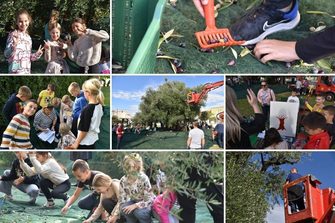 TRADICIJA SE NASTAVLJA Zajedničkim snagama obrana stara maslina - zaštićeni spomenik kulture u Kaštel Štafiliću