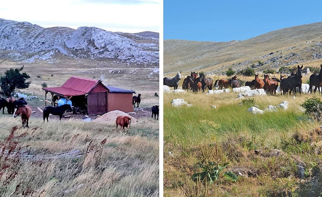 NEOČEKIVANI SUSRET NA DINARI "Krdo konja je krenulo prema nama i okružilo nas. Nije bilo nimalo ugodno". Vlasnik govori drugačije