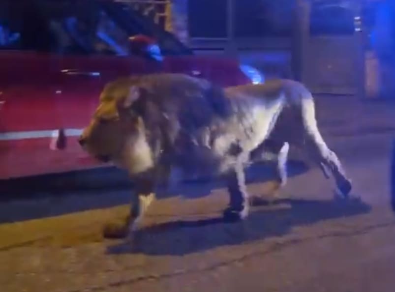 VIDEO Drama na ulicama grada kraj Rima, vladalo je opsadno stanje: Lava koji je šest sati lutao ulicama uspavali sedativima