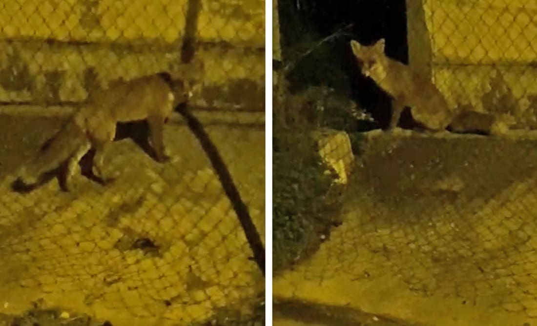 VIDEO Splićanin zakasnio na balun zbog susreta s lisicom