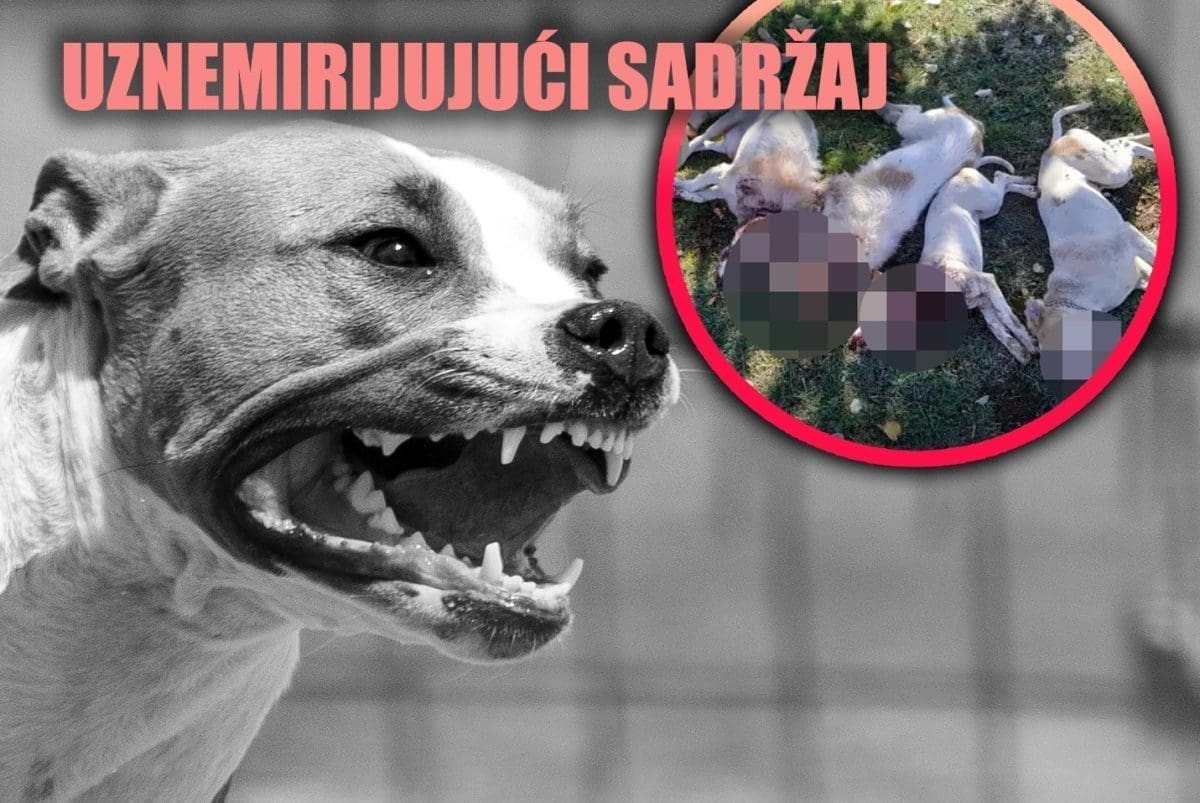 JAVIO SE MUŠKARAC KOJI JE UBIO ŠEST PASA "Njegovi psi su mi pobili patke, zečeve, piliće, kokoši..."