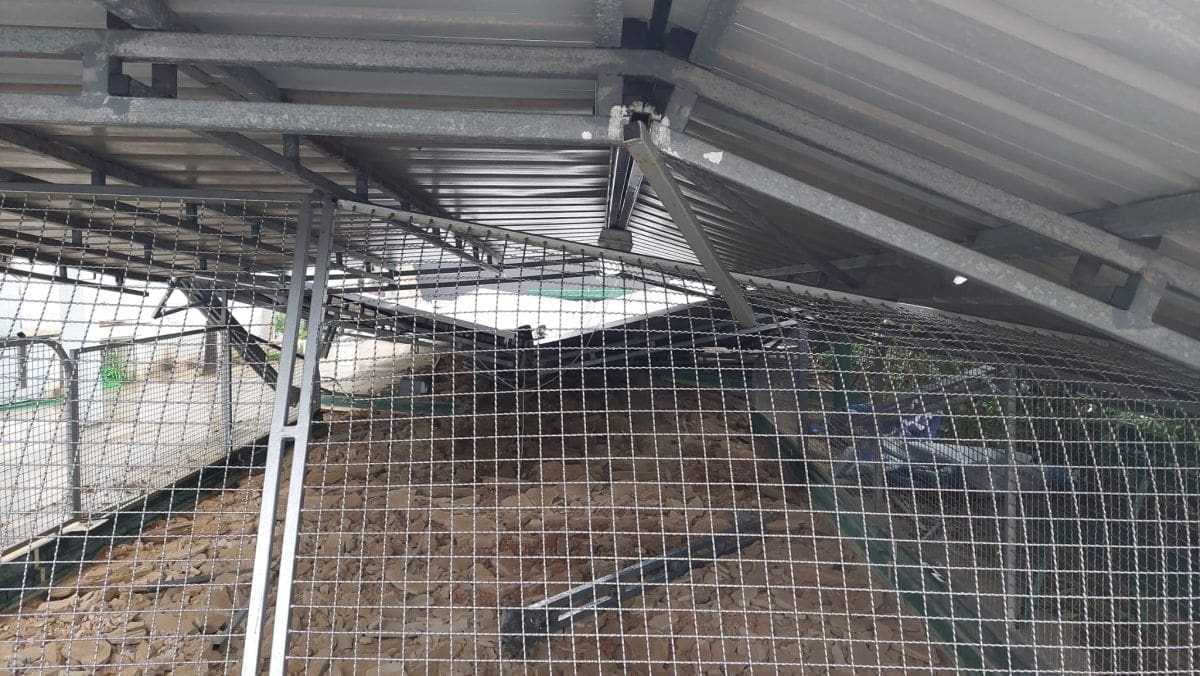 lucica balote rusenje1