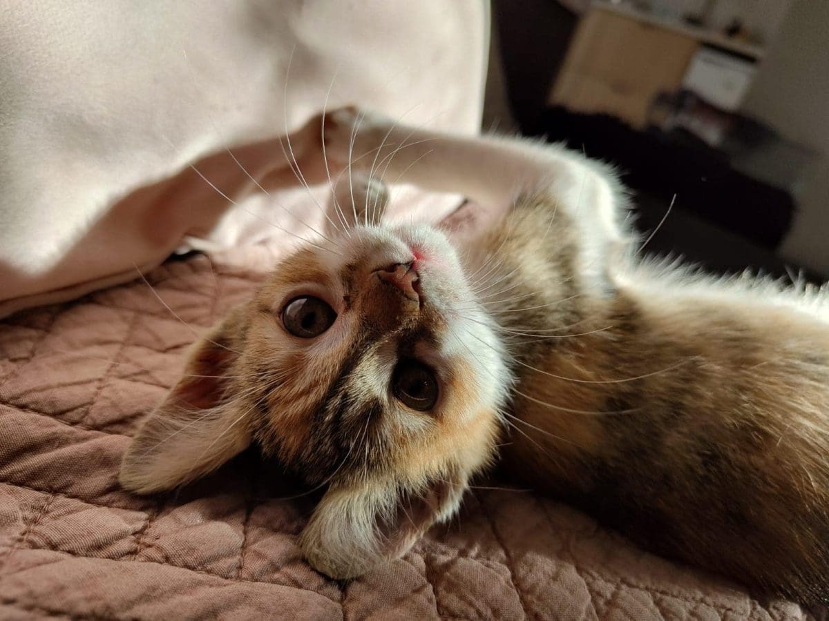 PRIČA O IZGUBLJENOJ MACI IMA SRETAN KRAJ "Kiki prede u mom krilu. Hvala svima!"