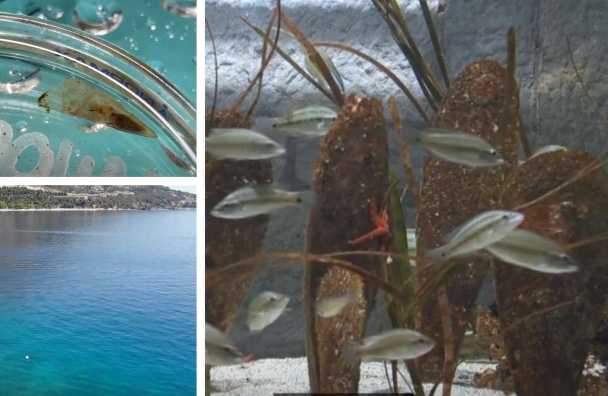 ZA SADA JEDINA BEBA PERISKA DILJEM JADRANA Pod budnim je okom znanstvenika i na 'intenzivnoj njezi'