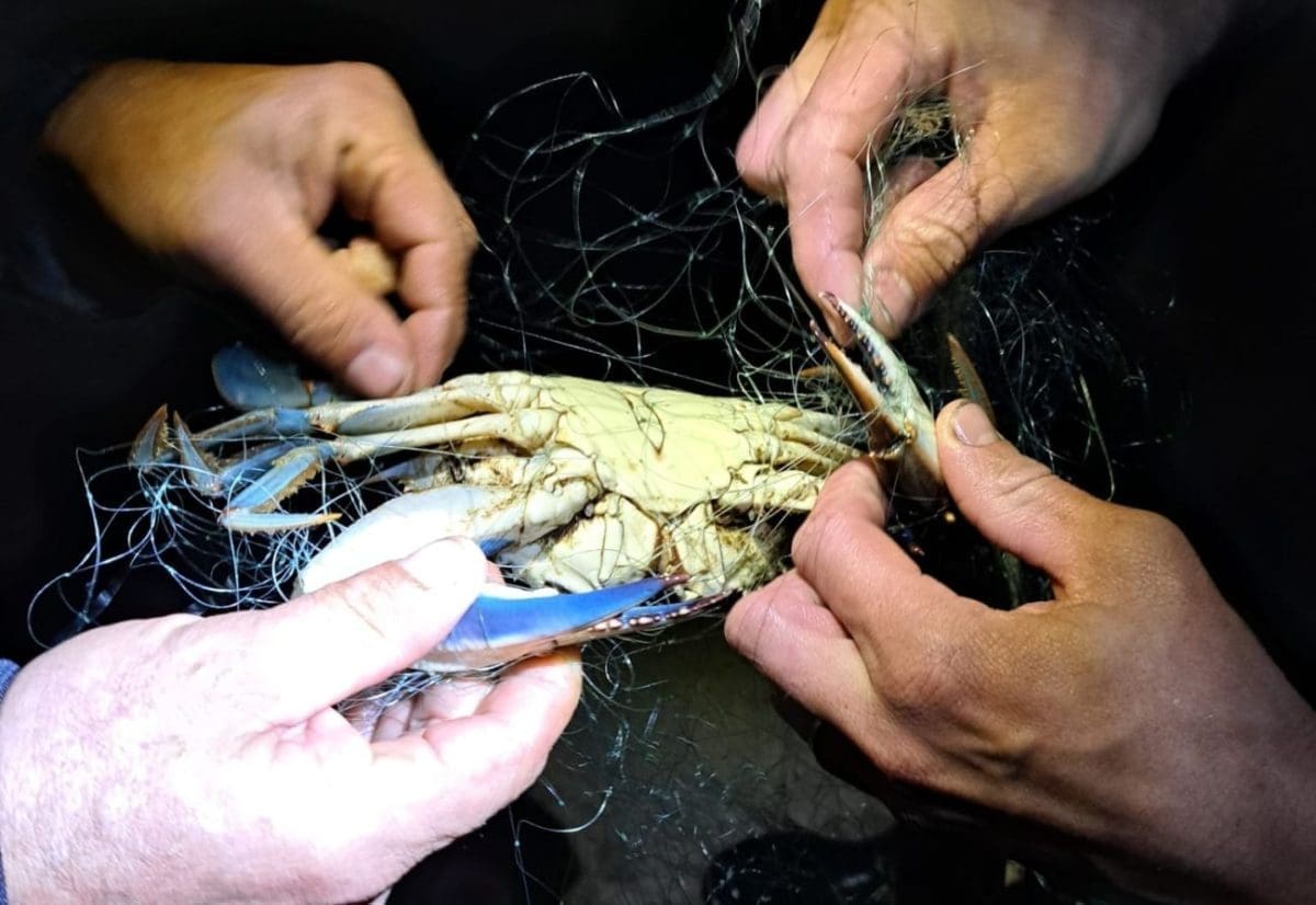 RIBARI SU ZABRINUTI U Parku prirode Lastovsko otočje otkrivena 'štetočina'