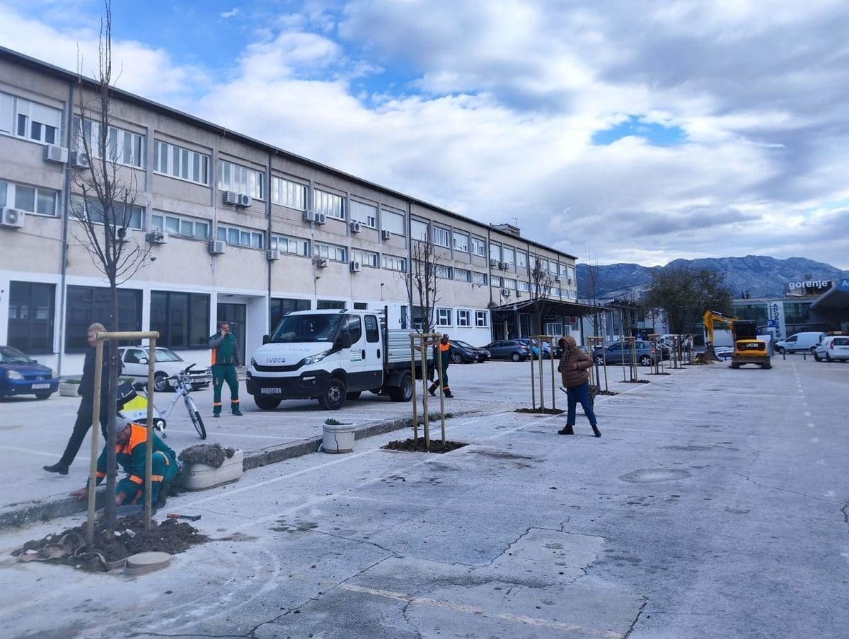 (FOTO) PRETVARANJE SIVE INFRASTRUKTURE U ZELENU Parkovi i nasadi sade velelisne lipe na parkingu Sveučilišta