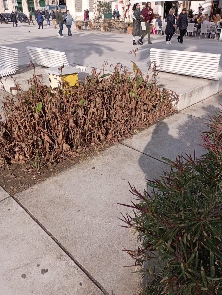 zapusteni travnjak na rivi 4 