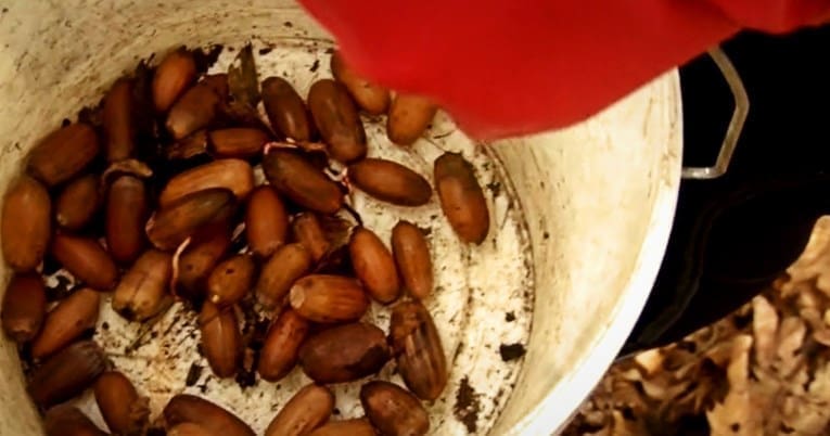 Krenulo je skupljanje žireva, evo koliko eura košta kilogram...