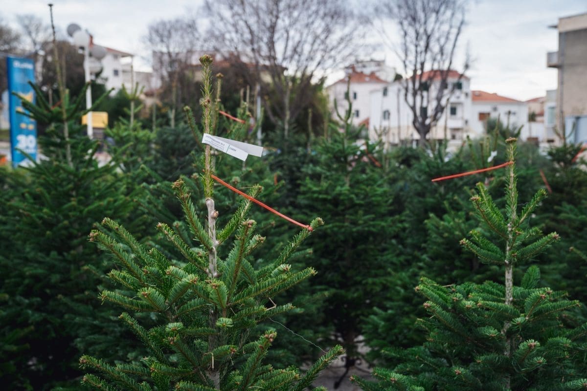 12 11 jelke prodaja koteks poljud 11