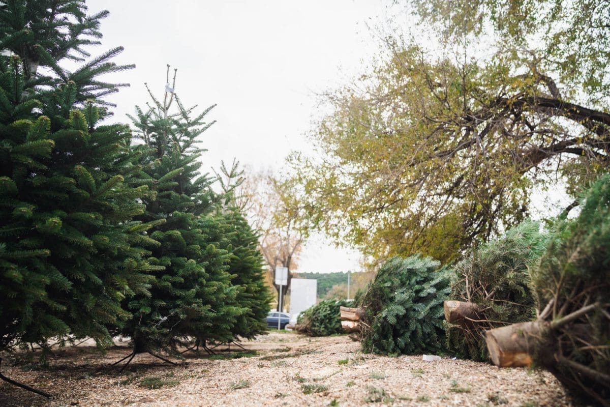 12 11 jelke prodaja koteks poljud 2