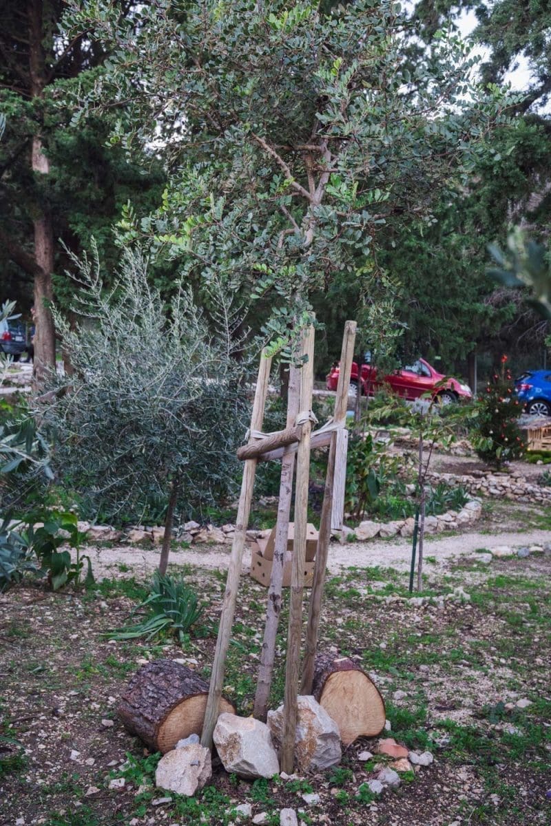 12 16 particela vrt jaslice advent 10