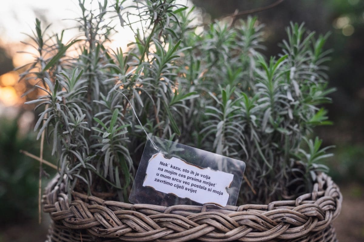 12 16 particela vrt jaslice advent 4