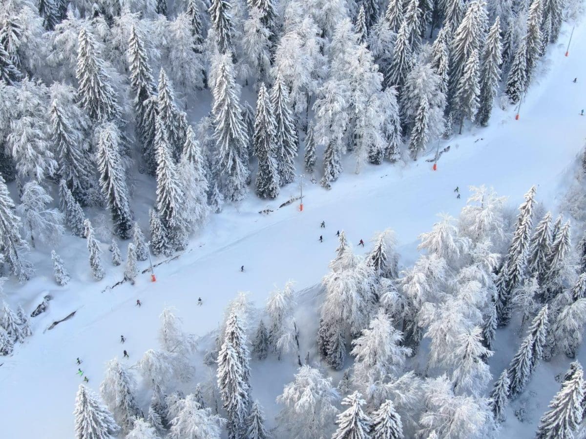 graso jahorina 2 