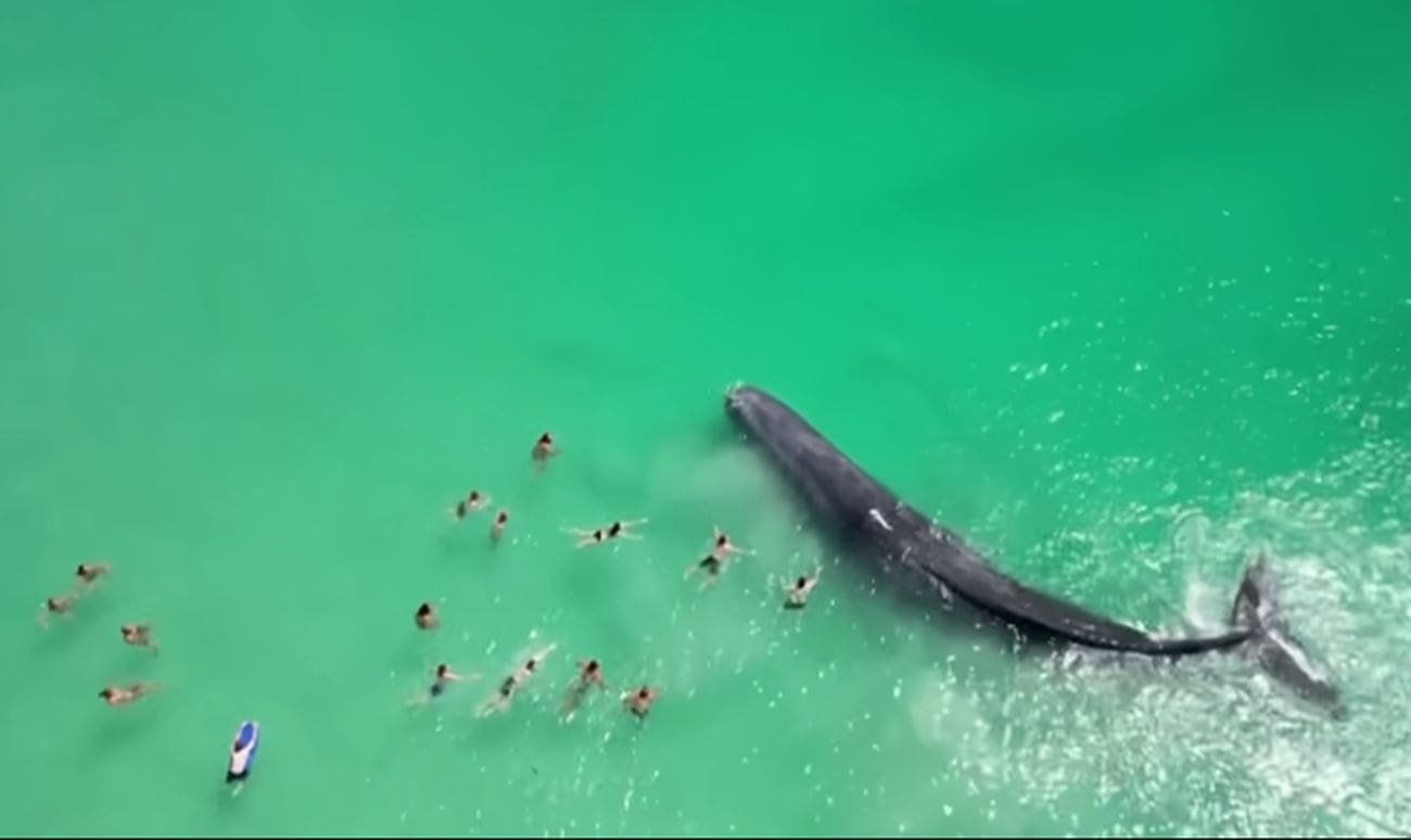 NEVJEROJATNI PRIZORI U OCEANU Skoro istrebljena vrsta snimljena kako pliva među ljudima