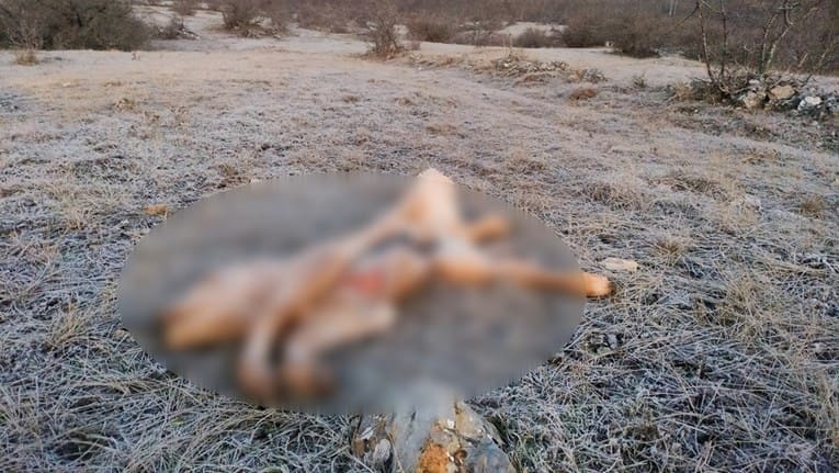 MRTVO TELE NAPUNILI OTROVOM! Žele se riješiti vukova pod svaku cijenu