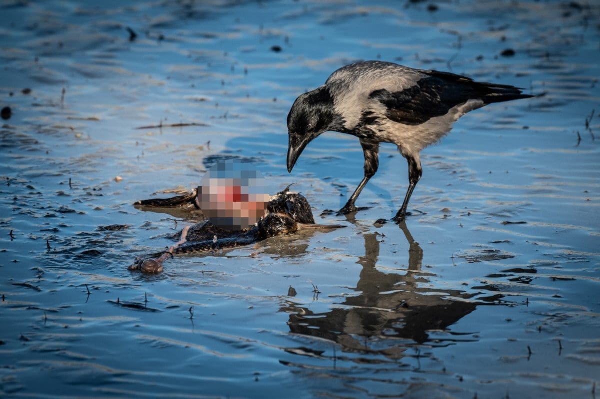 NIJE SE OBAZIRALA NA PROLAZNIKE Neke će ovi prizori zgroziti, no ove su ptice su po mnogo čemu slične ljudima