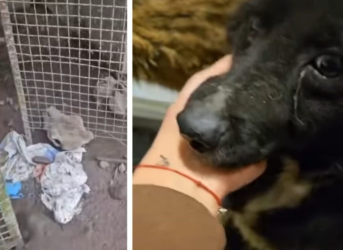 STRAVA U HRVATSKOJ Pse držala u nehumanim uvjetima, otkriveni i leševi "Danas sam doživjela psihički slom nad dva mrtva psa, kozlićem"