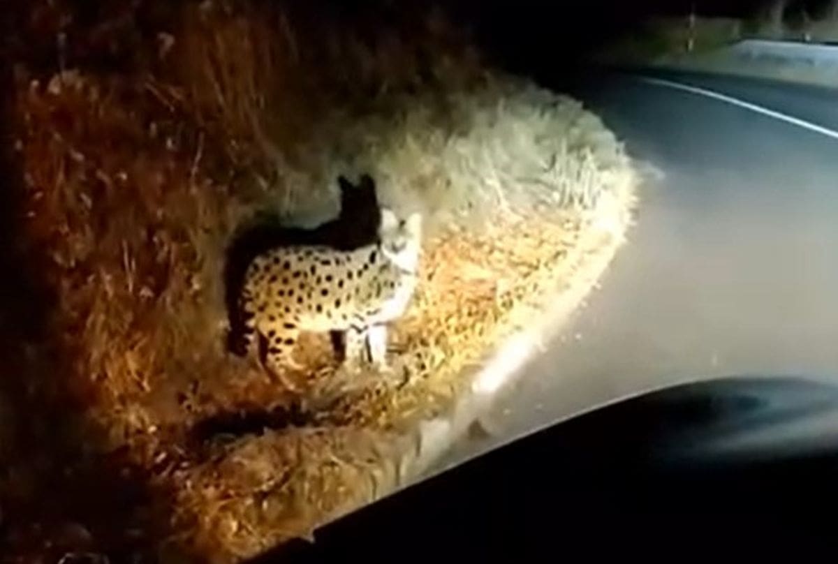 Uhvaćeni serval dobro se oporavlja, sad stiže i senzacionalna vijest: 'Okrugla je, 99 posto da je skotna...'