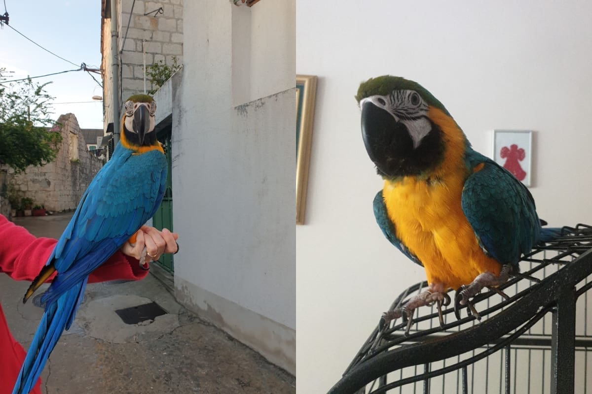 JESTE LI JU VIDJELI? Na području Ravnih njiva nestala Rea, evo kako ju možete prepoznati