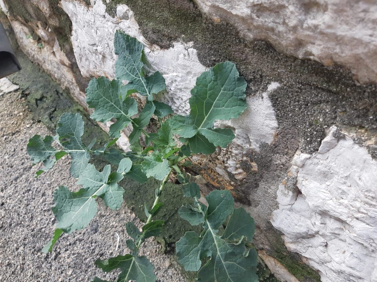 brokula raste iz zida 2 