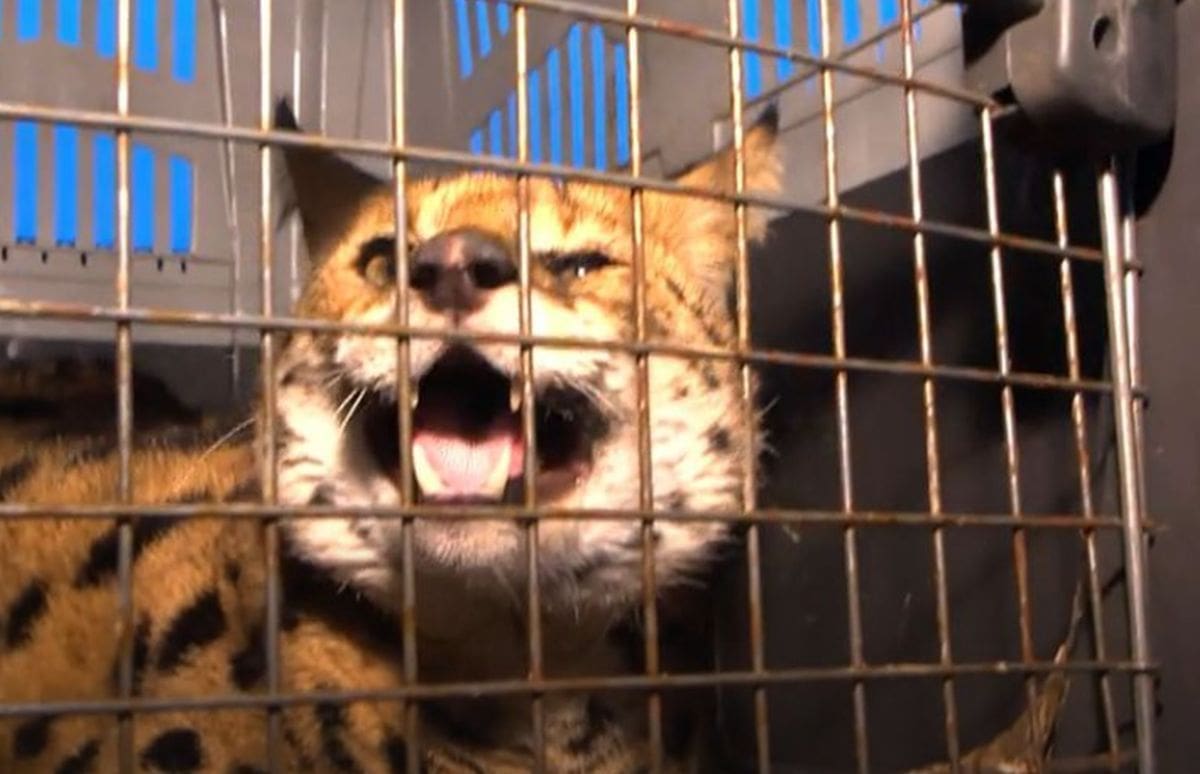 Evo gdje je završila divlja mačka ulovljena u Gorskom kotaru: Imala je čip, traži se vlasnik