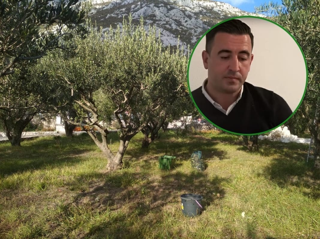 IZ NJEMAČKE DOLAZI KAKO BI BRINUO O SVOJIM MASLINAMA: "Ovo što mi imamo nema nitko na svijetu!