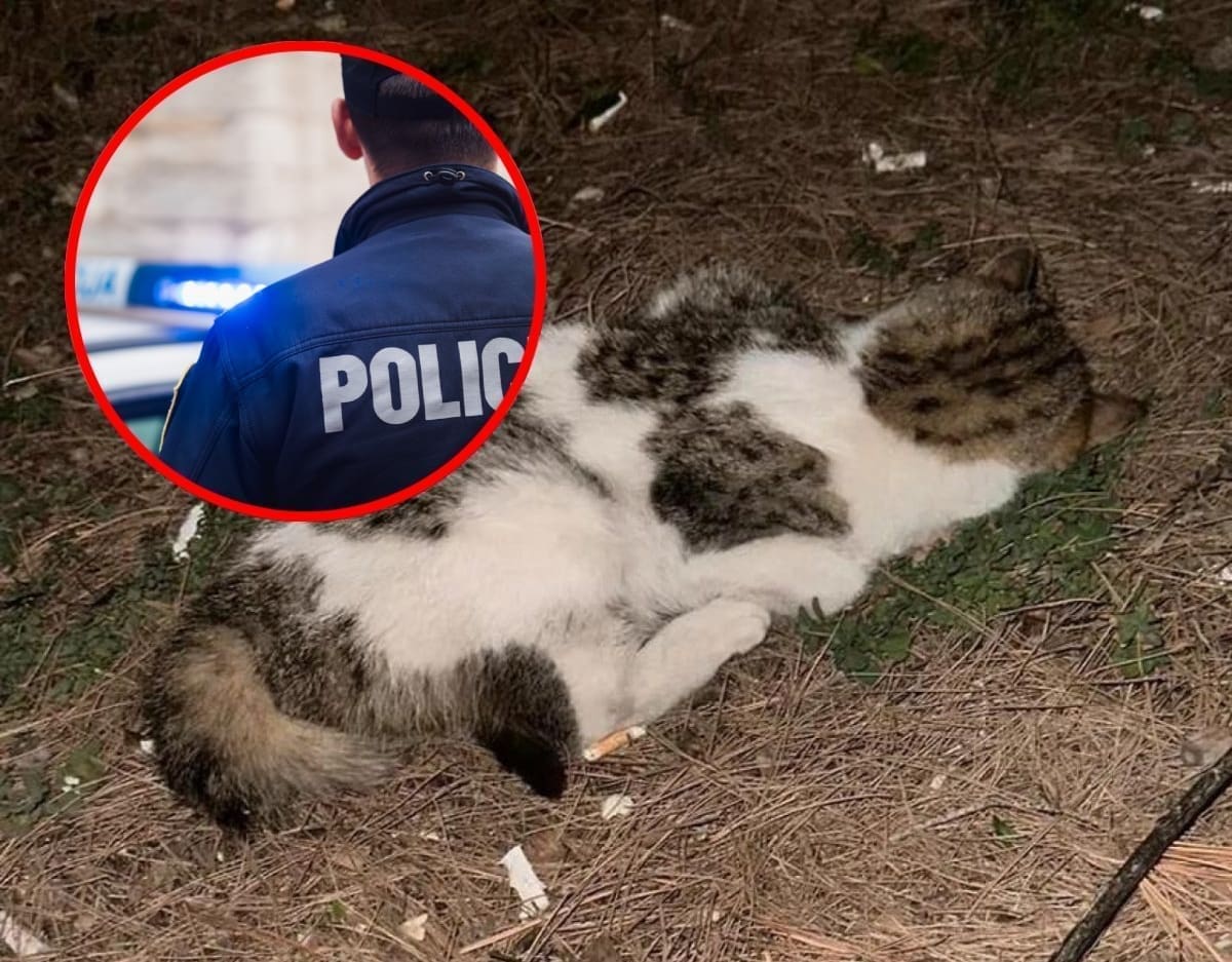 KAZNENA PRIJAVA PROTIV UČENIKA IZ IMOTSKOG Mučio i ubio mačku ispred škole, pred drugom djecom