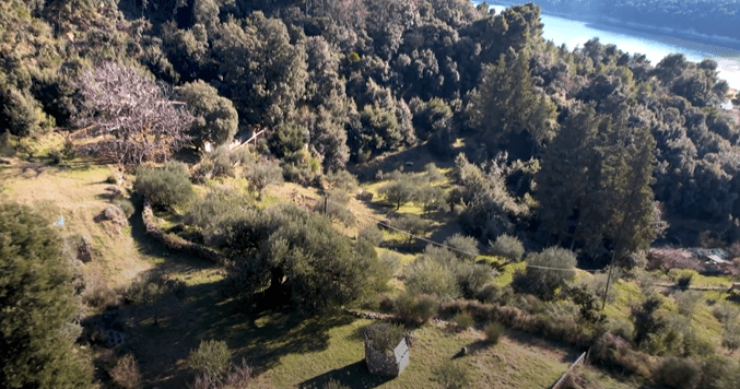 ZNATE LI GDJE SE NALAZI NAJSTARIJA HRVATSKA MASLINA? Posađena je 772. godine!