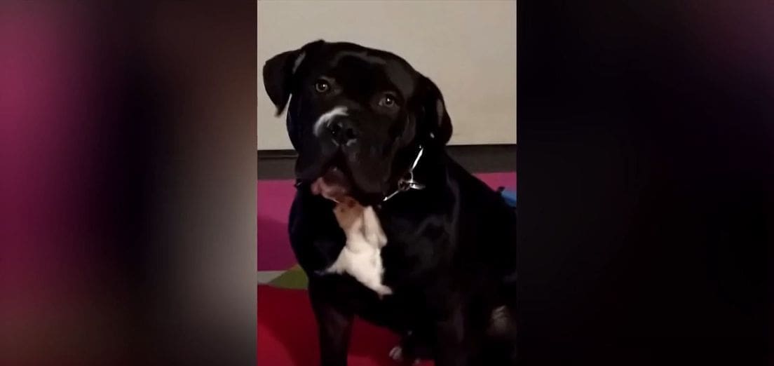 pas prometna nesreca