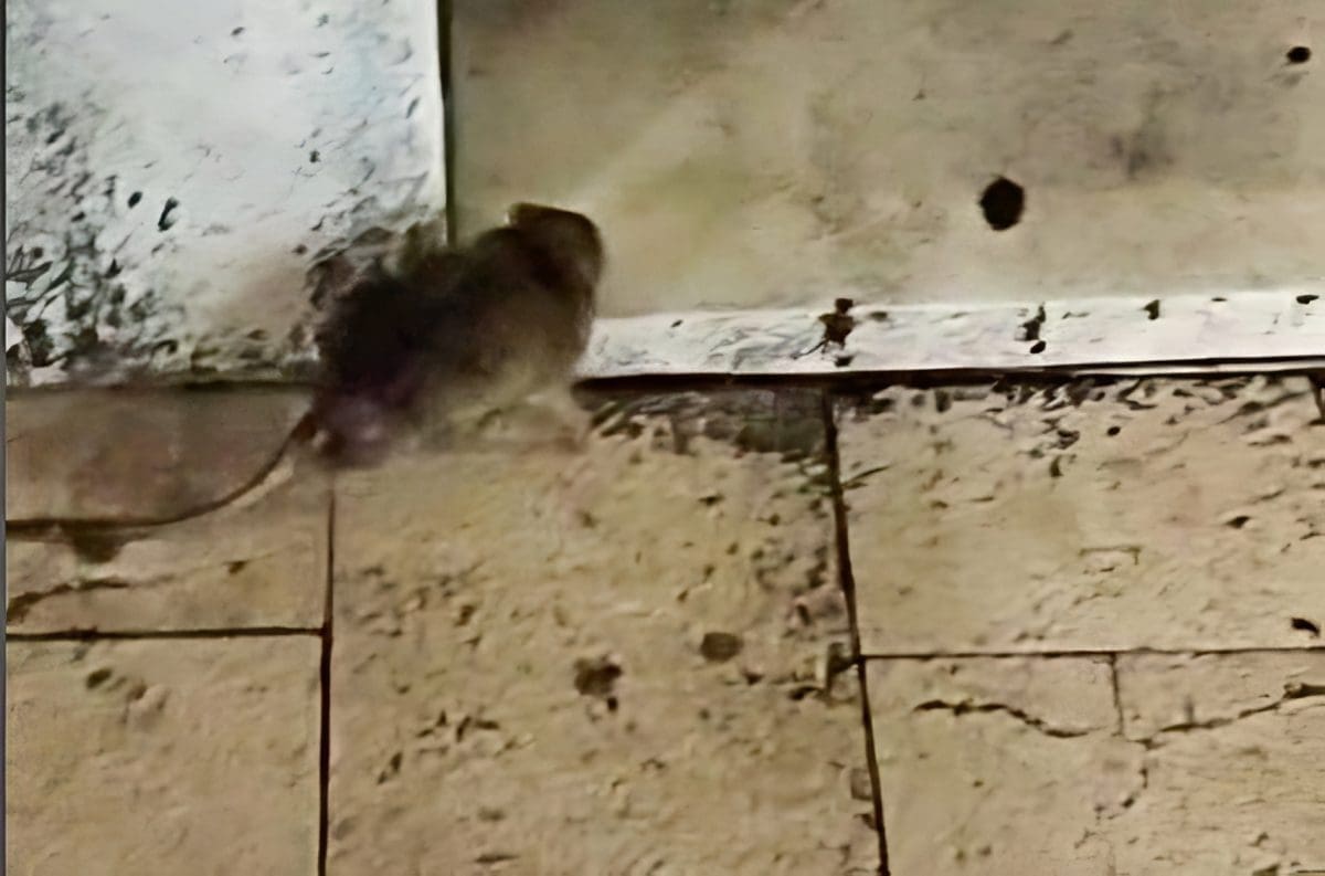 Veliki štakor prošetao Marmontovom: "Nije se bojao nikoga"